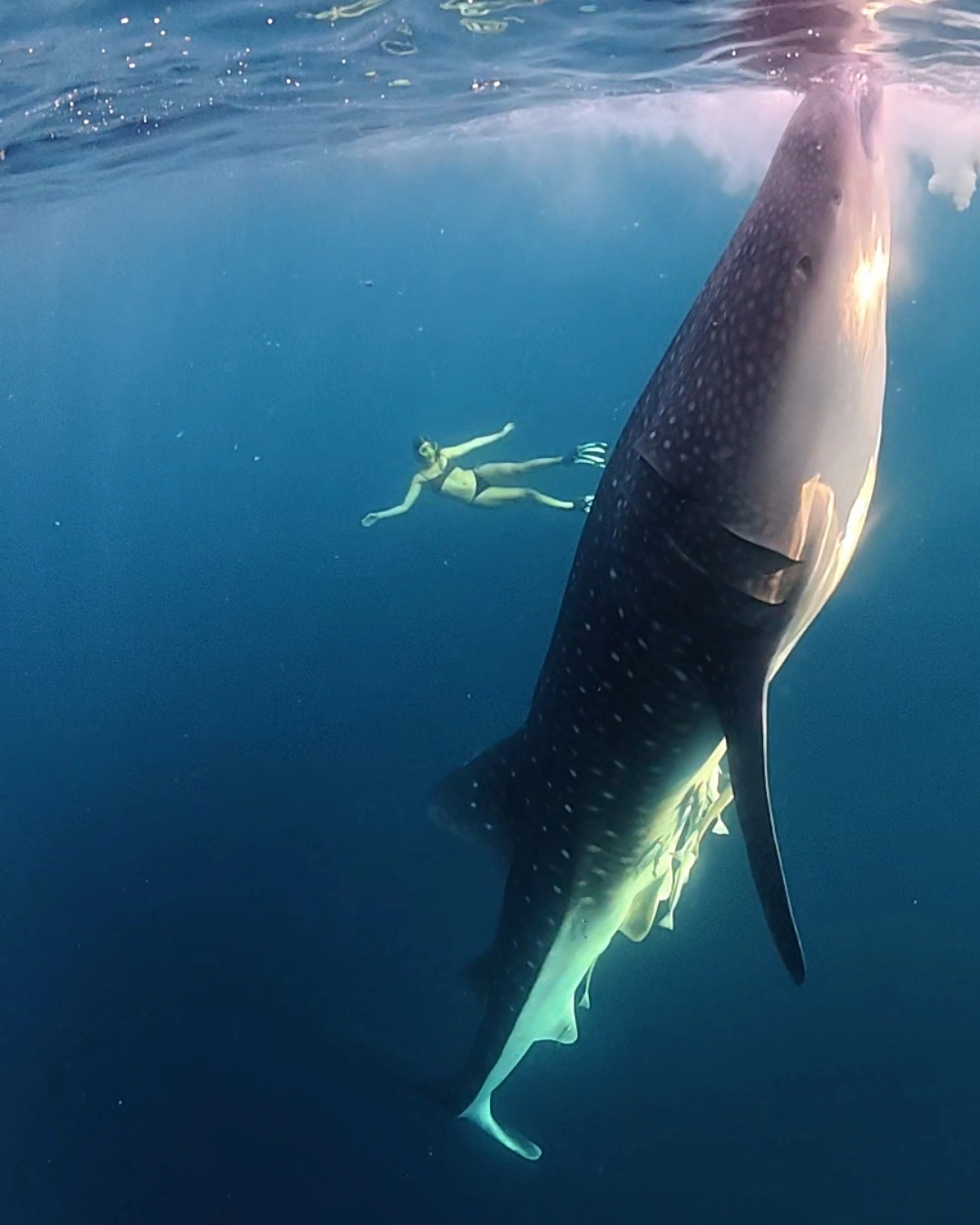 Whale Shark